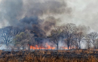 Фото: 102 пожара в лесах зафиксировано на Гомельщине с начала  тёплого периода года