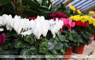 Фото: Флористы дали советы, как правильно выбрать комнатные растения