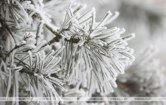 Фото: Туман, мокрый снег и гололедица ожидаются в Беларуси 27 ноября