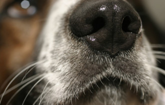 Фото: В Гомеле из многоэтажки выбросили собаку
