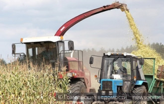 Фото: Урожайность зеленой массы кукурузы в Гомельской области на 35% выше прошлогодней