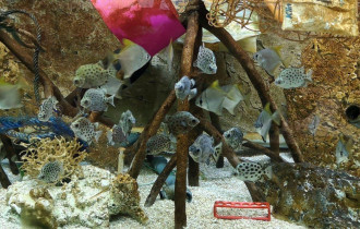 Фото: В Чехии в зоопарке появился аквариум, где рыбы плавают вместе с пластиком
