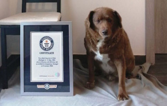 Фото: Самая старая собака в мире по кличке Боби вошла в Книгу рекордов Гиннесса