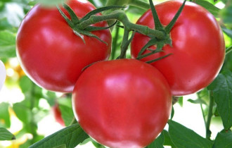 Фото: уДАЧНЫЕ СОТКИ: как правильно выбрать сорт томатов