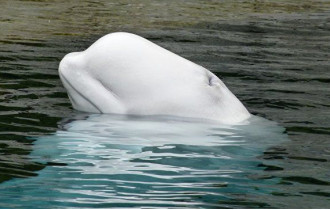 Фото: Жители Лондона заметили в Темзе кита-белуху
