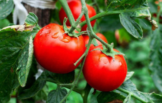 Фото: уДАЧНЫЕ СОТКИ: рассказываем, чем опрыскивать томаты для завязeй