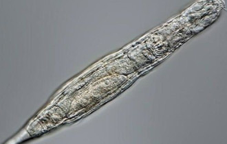 Фото: Ученые оживили древнее микро-животное из сибирской вечной мерзлоты: фото