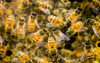 Фото: В центре Манхэттена тысячи пчел атаковали палатку с хот-догами