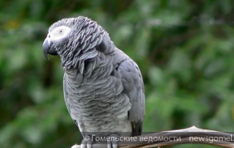 Фото: Жительница Ветковского района заплатила за попугаев из Камеруна 7 тыс. долларов