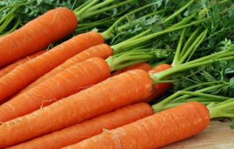 Фото: уДАЧНЫЕ СОТКИ: чтобы морковь пошла в рост
