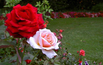Фото: уДАЧНЫЕ СОТКИ. Готовим розы к зимовке