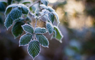 Фото: уДАЧНЫЕ СОТКИ: что не стоит делать с растениями в мороз без снега