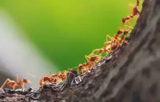 Фото: уДАЧНЫЕ СОТКИ: как защитить плодовые деревья от муравьёв
