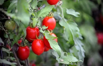 Фото: уДАЧНЫЕ СОТКИ: урожайная подкормка для помидоров