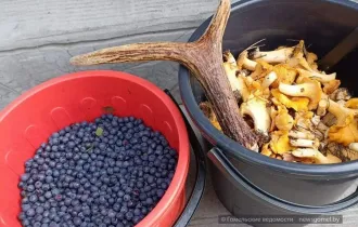 Фото: Охота на охоту: как собирать грибы и ягоды безопасно