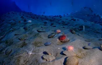 Фото: В Атакамской впадине Тихого океана нашли неизвестных науке существ