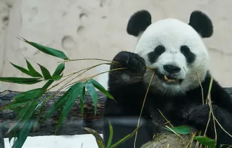 Фото: Ученые разгадали секрет окраски панд
