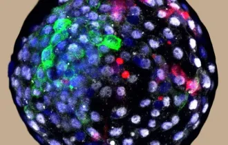 Фото: Ученые создали гибридные эмбрионы человека и обезьяны