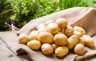 Фото: уДАЧНЫЕ СОТКИ: в чём основные причины низкого урожая картофеля? 