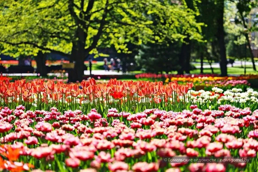 Фото: В гомельском парке царит атмосфера весны
