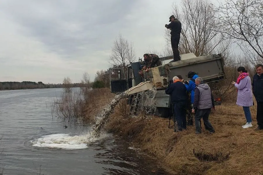 Фото: Более 1,5 тонн серебряного карася были выпущены в гомельский гребной канал