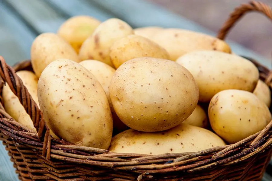 уДАЧНЫЕ СОТКИ: как правильно подобрать сидераты для картофеля